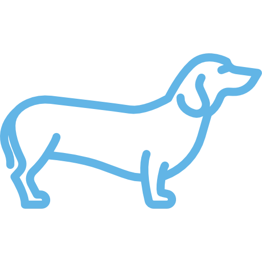 dachshund