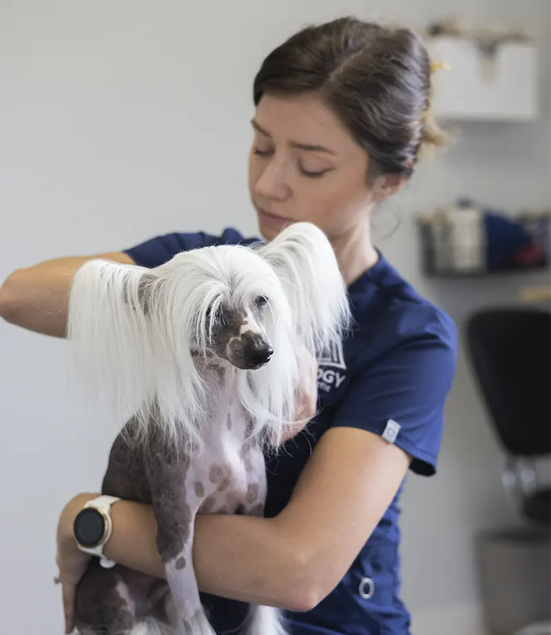 dog chiropractic banner c