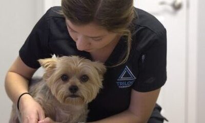 How a Dog Chiropractor Can Improve Your Pet’s Mobility and Quality of Life