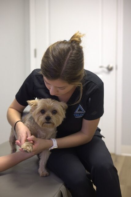 Behavioral Issues in Dogs: Chiropractic Approaches 2 doctor holding a small dog