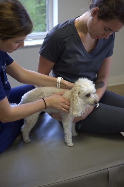 Behavioral Issues in Dogs: Chiropractic Approaches 3 two women holding a dog