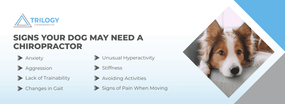 Behavioral Issues in Dogs: Chiropractic Approaches 4 signs your dog may need a chiropractor