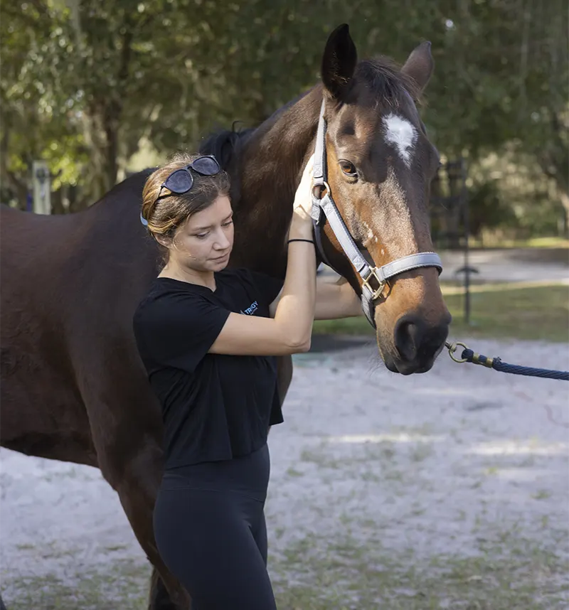 horse chiropractic banner c
