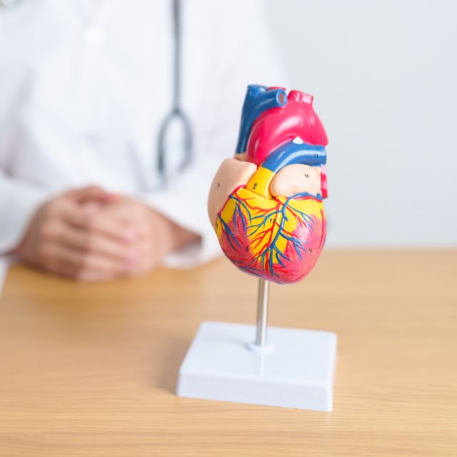 a model of a human heart