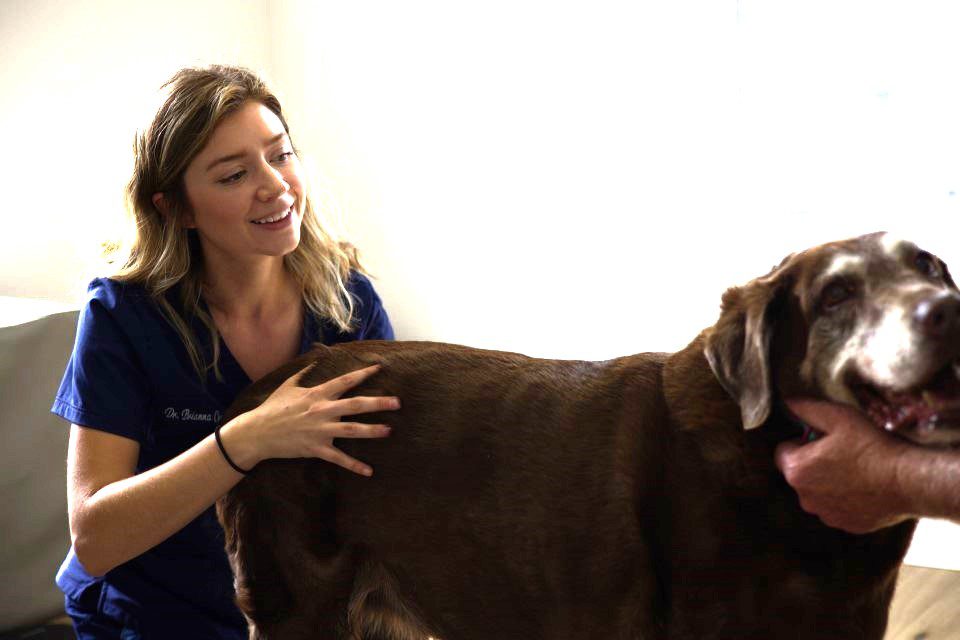 chiropractic limping dogs