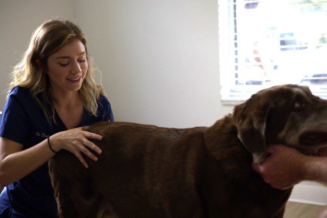 chiropractic behavioral issues in dogs